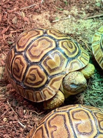 Stigmochelys pardalis  beschikbaar voor biedingen