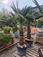 Palmboom Trachycarpus Wagnerianus, Ophalen, Halfschaduw, Palmboom