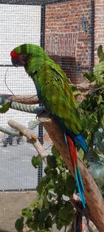 Ara militaire, Animaux & Accessoires, Oiseaux | Perruches & Perroquets, Mâle, Perroquet, Domestique