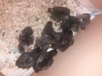 Cochin kuikentjes, Meerdere dieren, Kip