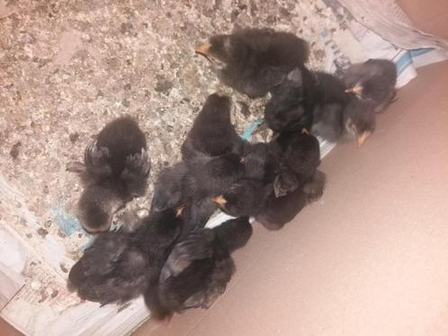 Cochin kuikentjes, Dieren en Toebehoren, Pluimvee, Kip, Meerdere dieren