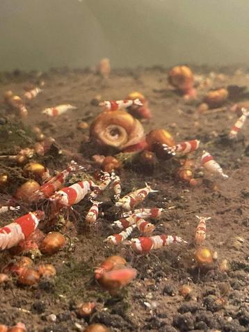 Crevette CRS beschikbaar voor biedingen