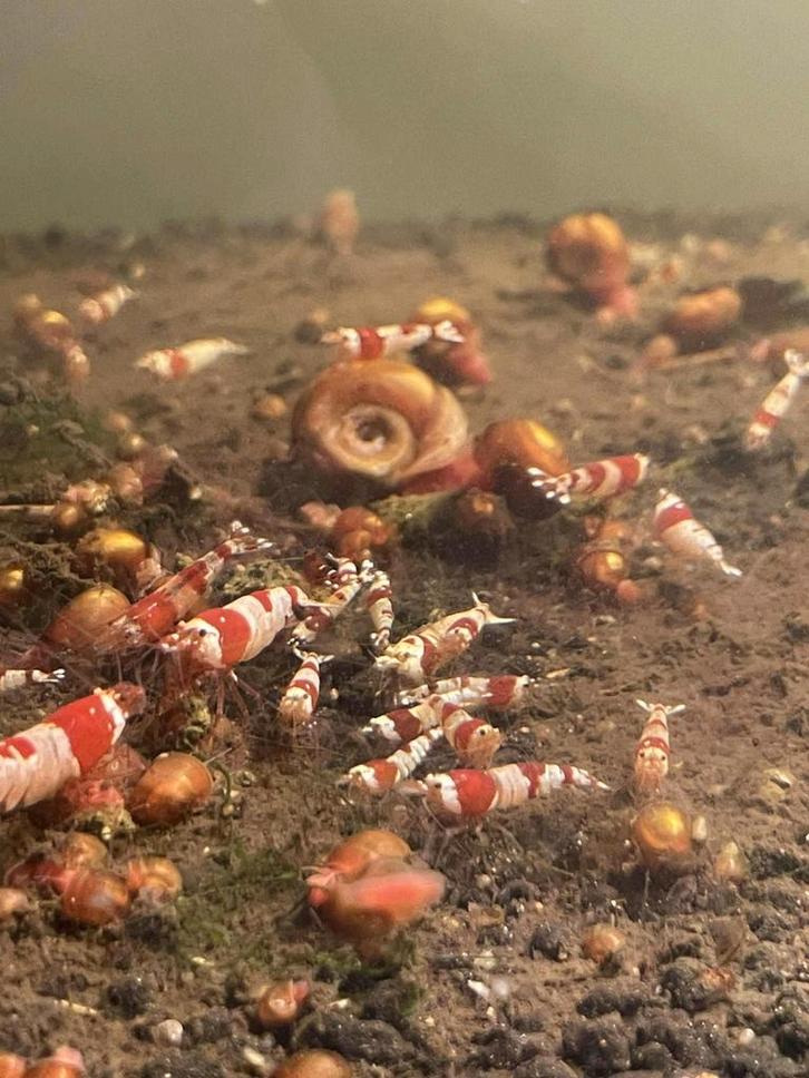 Crevette CRS, Dieren en Toebehoren, Vissen | Aquaria en Toebehoren, Ophalen