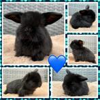 Dwerg hangoor NHD konijntjes - super lief, mooi & hand tam!, Dieren en Toebehoren, Konijnen, Meerdere dieren, Dwerg, Hangoor, 0 tot 2 jaar