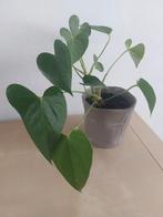 Philodendron scandens met bloempotje, Ophalen