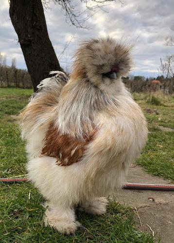 Broedeieren USA zijdehoen, Plusieurs animaux, Poule ou poulet