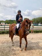 5 jarige merrie (hunter’s scendro x darco), Dieren en Toebehoren