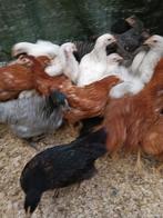 halfwas hennen LAATSTE STUKS vanaf 6,5 euro 0499/08.23.81, Dieren en Toebehoren, Pluimvee, Vrouwelijk, Kip