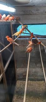 Kanaries agaat rood en mozaïek en wit Isabelle ale overjarig, Dieren en Toebehoren