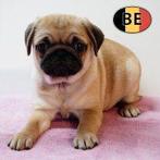 Vrolijke Mopshond-puppy’s vol zachtheid te koop, Dieren en Toebehoren, Honden | Chihuahua's en Gezelschapshonden, België, CDV (hondenziekte)