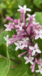 Syringa Mycrophylla superba (winterhard), Ophalen