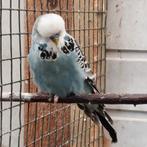 Engelse grasparkieten, Dieren en Toebehoren, Vogels | Parkieten en Papegaaien