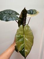 Alocasia yucatan princes variegata, Ophalen of Verzenden