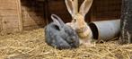 Verkoop van konijntjes, Dieren en Toebehoren, Knaagdieren en Konijnen | Toebehoren, Ophalen