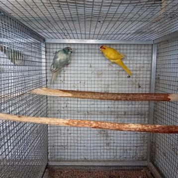 Vrouwelijke kakariki  beschikbaar voor biedingen