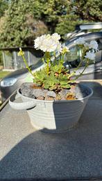 Vetplant, Tuin en Terras, Ophalen, Winter