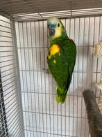 amazone, Dieren en Toebehoren, Mannelijk, Papegaai, Pratend