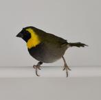 Gezocht, Dieren en Toebehoren