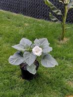 Prachtige witte doornappel planten met al prachtige bloemen., Tuin en Terras, Planten | Tuinplanten, Ophalen