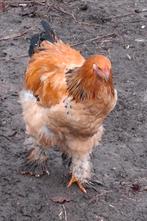 Brahma buff, Dieren en Toebehoren