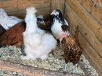 Appenzeller spitskuif, 3 verschillende kleuren