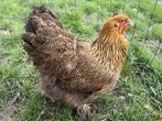 Oeufs Brahma perdrix maillé doré, Kip