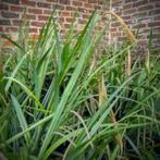 Hangende zegge ( groenblijvend siergras ), Tuin en Terras, Planten | Tuinplanten, Ophalen, Volle zon, Vaste plant, Siergrassen