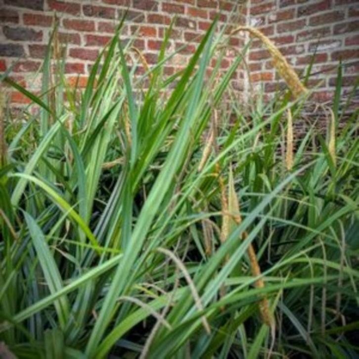 Hangende zegge ( groenblijvend siergras ), Tuin en Terras, Planten | Tuinplanten, Vaste plant, Siergrassen, Volle zon, Zomer, Ophalen