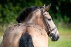 Zeer unieke en brave appaloosa E pony !!, B, Dressuurpony, 3 tot 6 jaar, Merrie