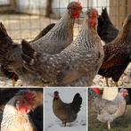crème legbar  pondeurs bleu/olive 0499/082381, Femelle, Poule ou poulet