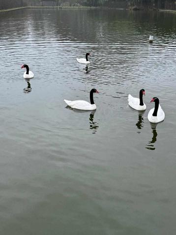 zwarthalszwanen beschikbaar voor biedingen