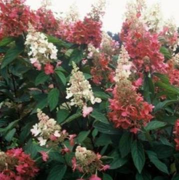 Hydrangea Pinky Winky beschikbaar voor biedingen