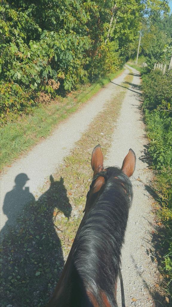 Lesgever aangeboden, Dieren en Toebehoren, Stalling en Weidegang