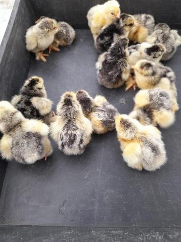 Grande volaille ourlée argentée/noire Brahma Chicks, Sexe inconnu, Poule ou poulet