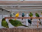 Kakerikies, Dieren en Toebehoren, Vogels | Parkieten en Papegaaien