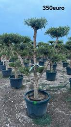 Olijfbomen olea europaea plato april 2026 in België!, Tuin en Terras, Ophalen