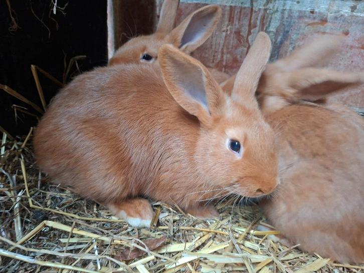 Konijnen, Dieren en Toebehoren, Konijnen, Middelgroot, Meerdere dieren, 0 tot 2 jaar