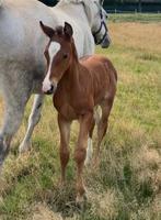 Merrieveulen van Comfilo plus x Clinton, Dieren en Toebehoren, Paarden, Merrie