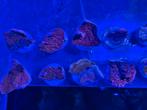 Rode montiporra op frags, Dieren en Toebehoren, Vissen | Aquariumvissen, Overige typen, Zoutwatervis