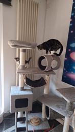 Zonder poezen, Enlèvement