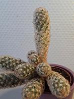 Cactus incl potje, Huis en Inrichting, Kamerplanten, Ophalen