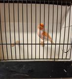 Rood mozaïek mannen te koop, Dieren en Toebehoren, Mannelijk, Kleurkanarie