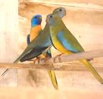 splendid  parkieten, Meerdere dieren, Parkiet, Geringd