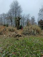 Snoeien en vellen van bomen, aanplant en onderhoud van bomen