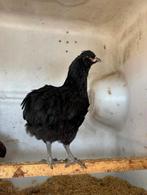 Araucan haantje + olijflegger hen, Dieren en Toebehoren, Vogels | Duiven