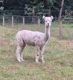 alpaca merie te koop, Dieren en Toebehoren, Maart, Vrouwelijk