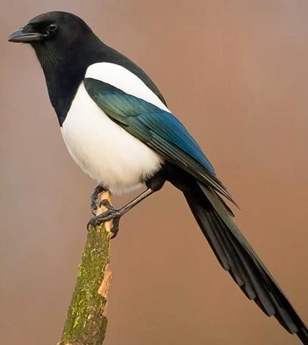 Ekster te koop, Dieren en Toebehoren, Vogels | Overige Vogels, Wildzangvogel, Geringd