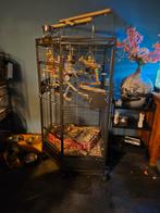 Grote hoekkooi papegaai, Dieren en Toebehoren, Vogels | Hokken en Kooien, Ophalen