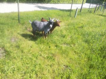 Dwerg geitjes, Dieren en Toebehoren, Schapen, Geiten en Varkens