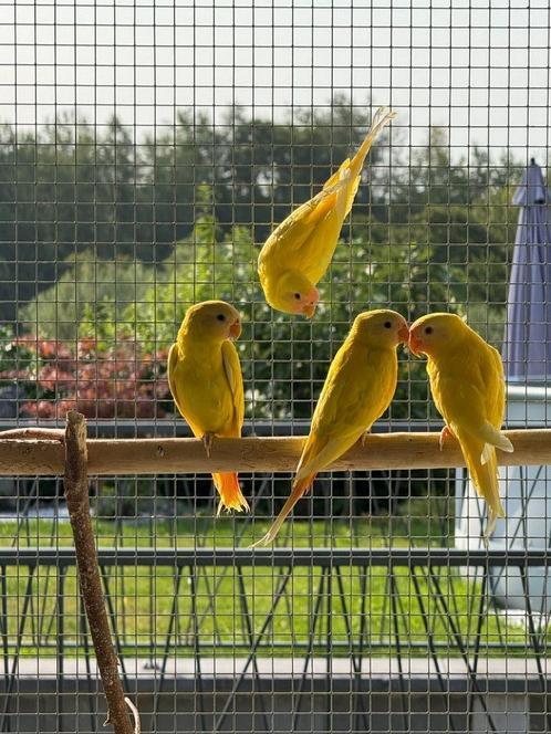 PRUIMKOP/PERRUCHE TETE DE PRUNE, Dieren en Toebehoren, Vogels | Parkieten en Papegaaien, Parkiet